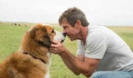 狗狗电影在线观看,温馨陪伴，在线共赏